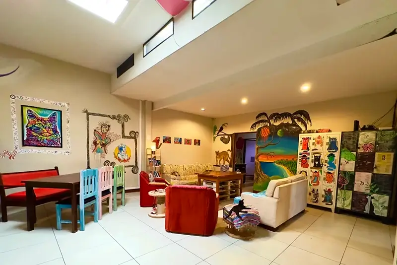 Best Hostels in San Jose - Stray Cat Hostel Common Area