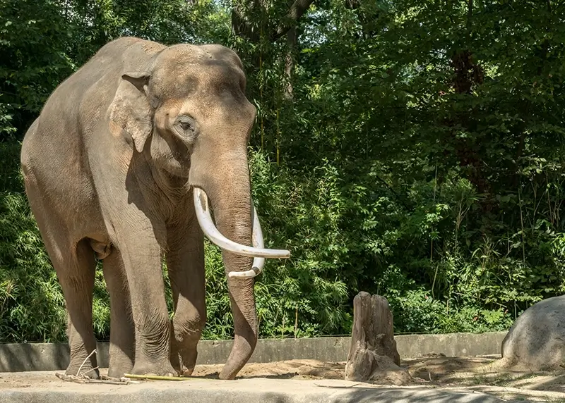 Best Tourist Attractions in Berlin - Elephant Berlin Zoo